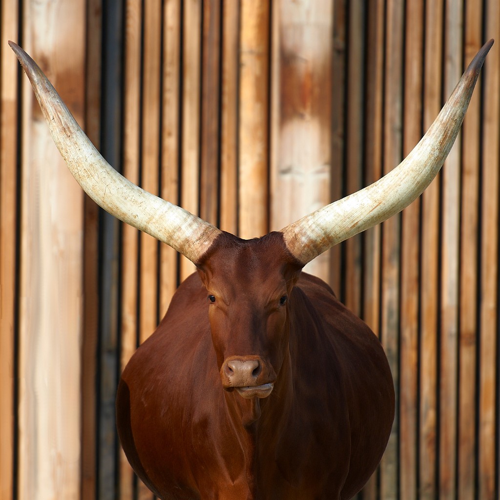 Ankole Cattle